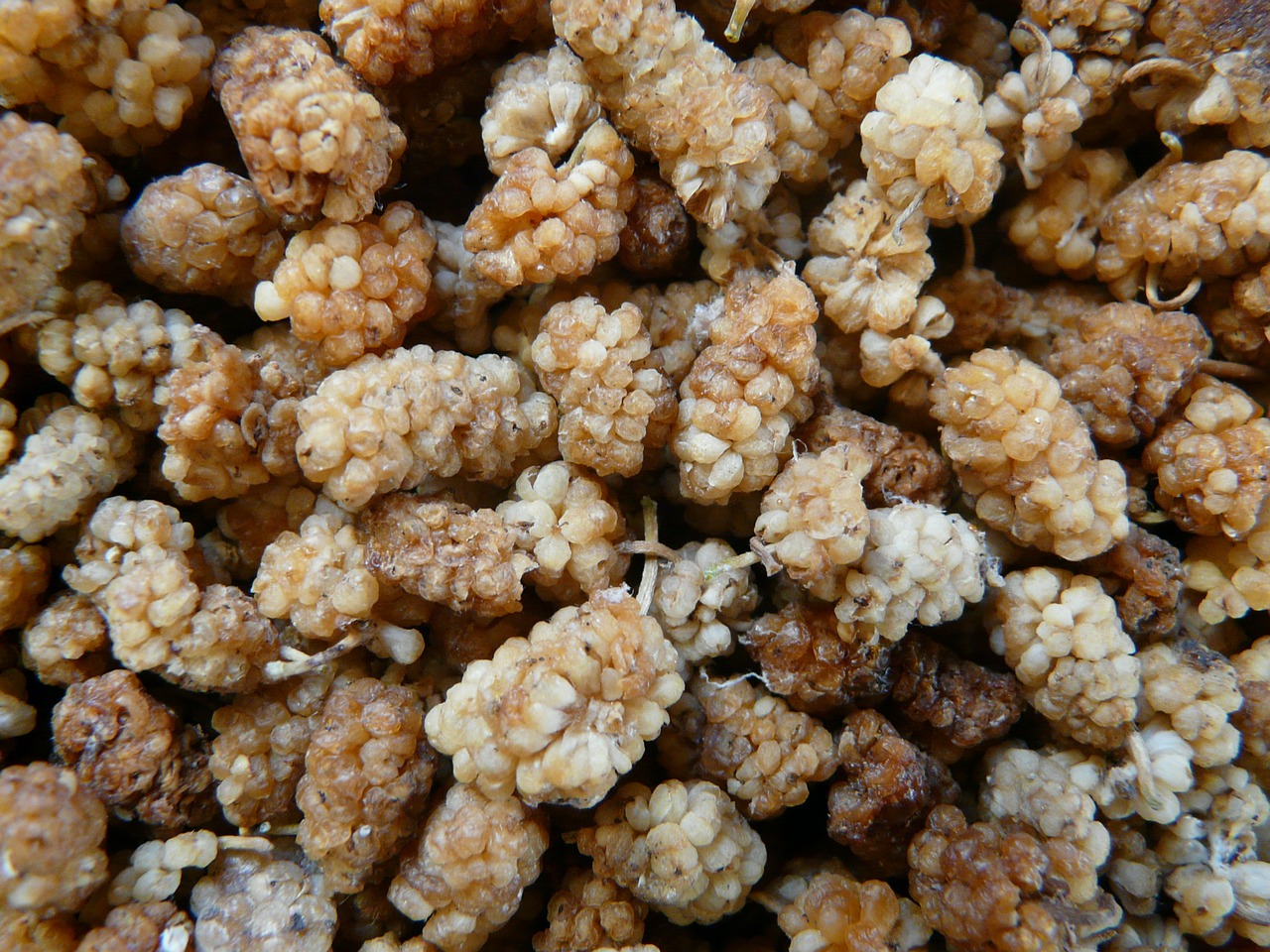 mulberries-64902_1280