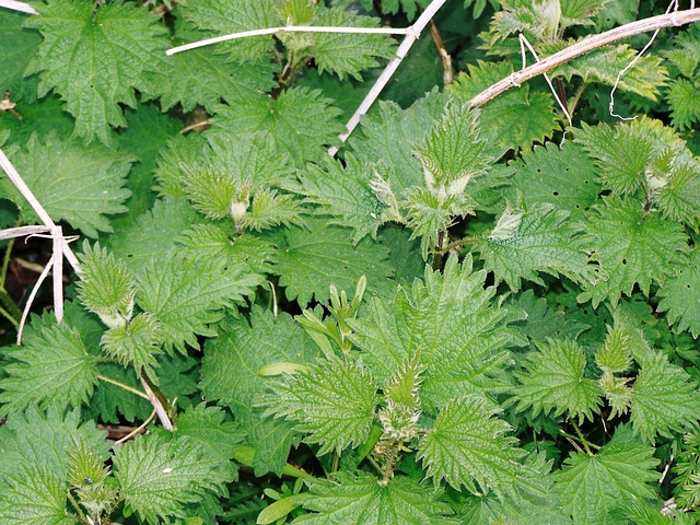 kopřiva
